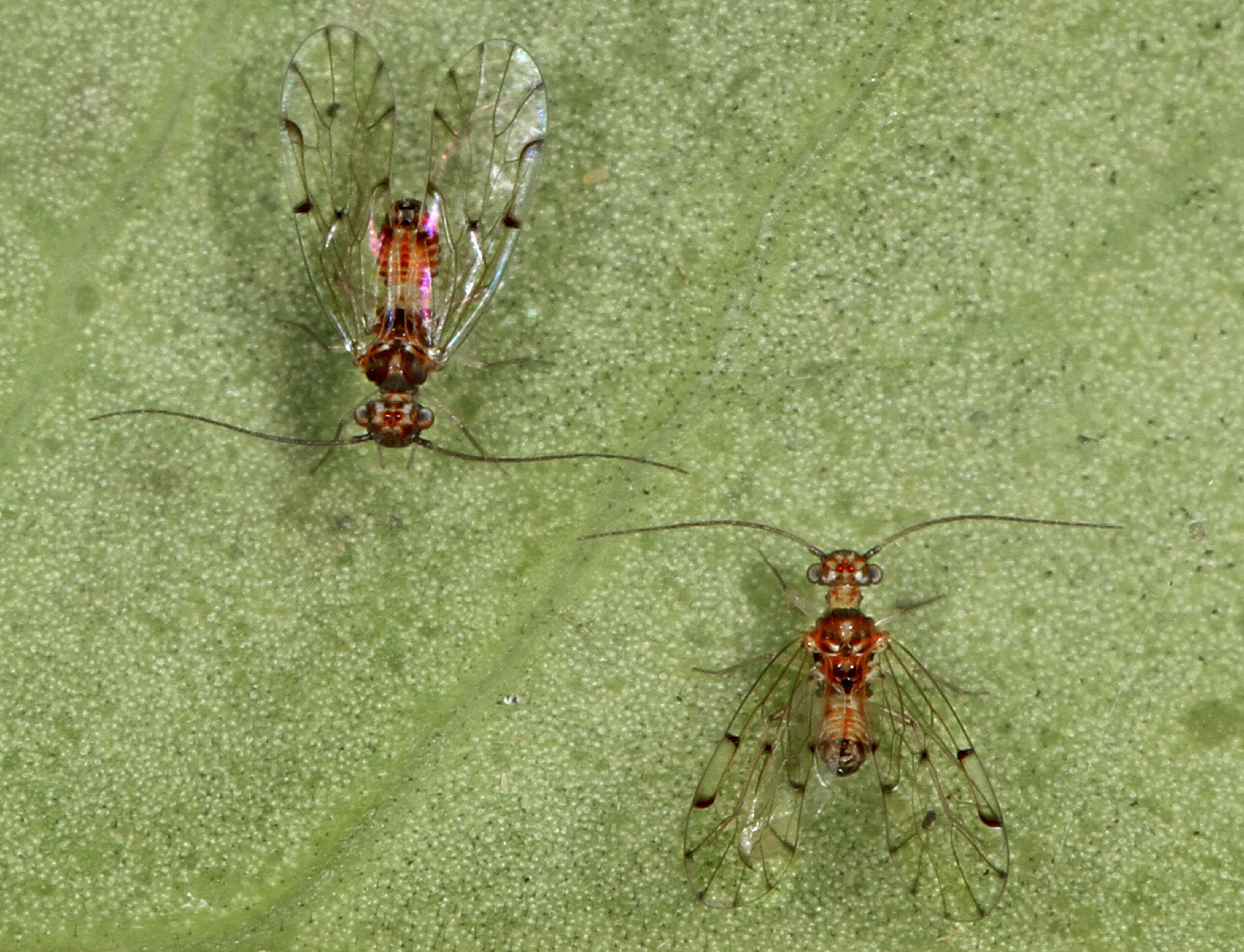 Image of Bark lice