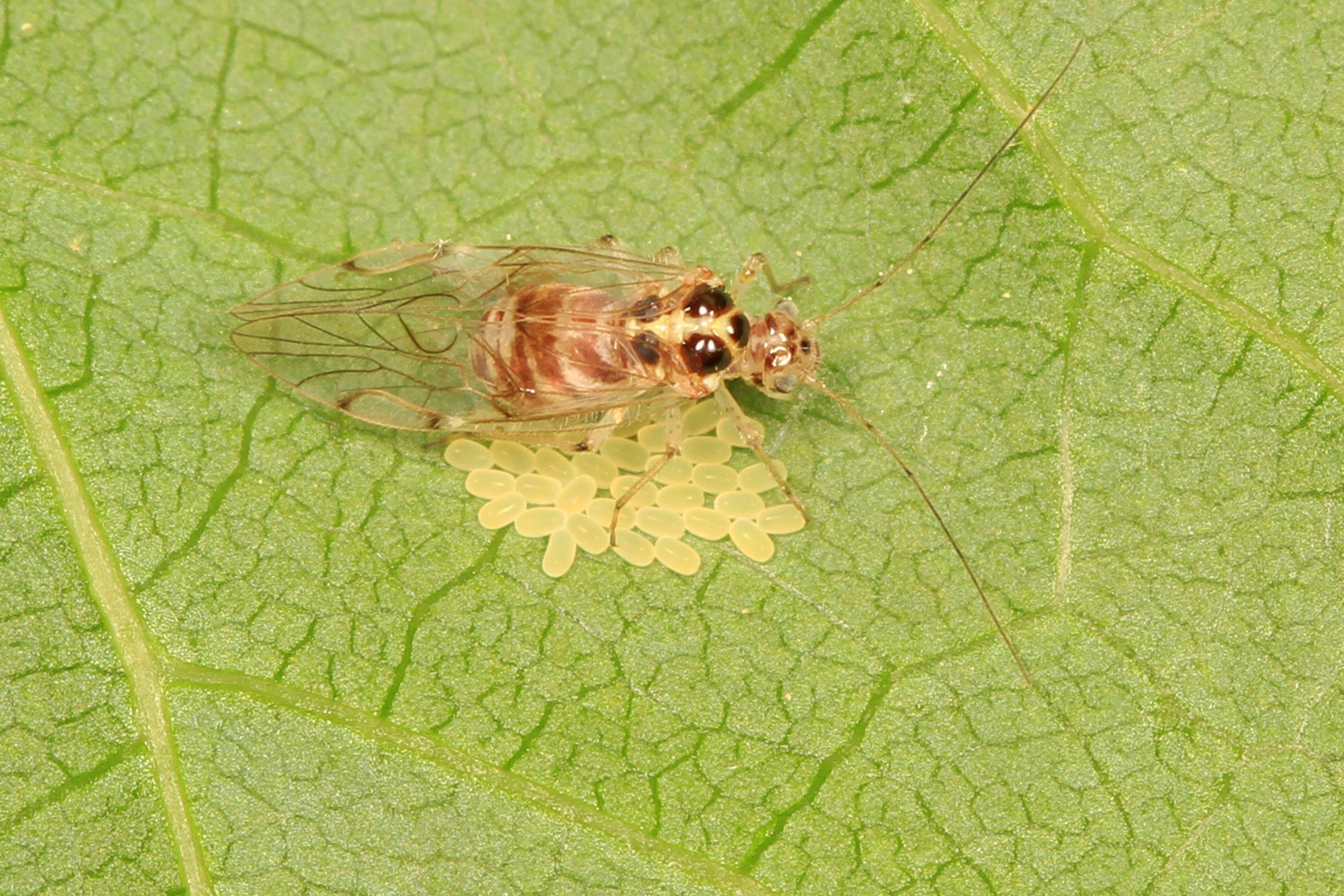 Teliapsocus conterminus (Walsh 1863) resmi