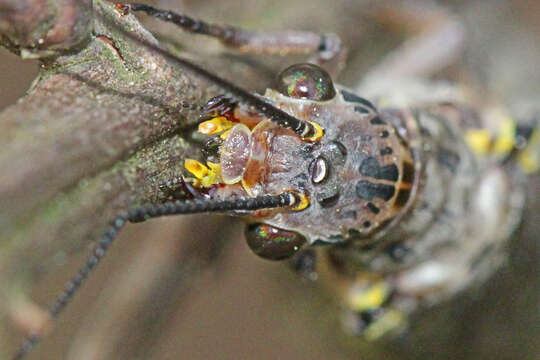 Image of Fishflies