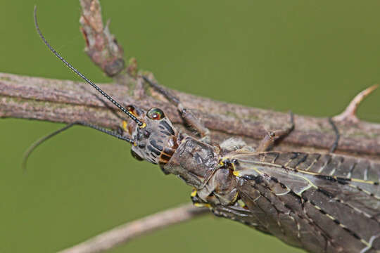 Sivun Chauliodes kuva