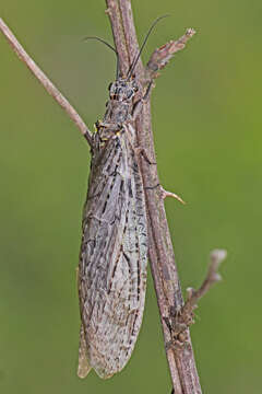 Image of Fishflies