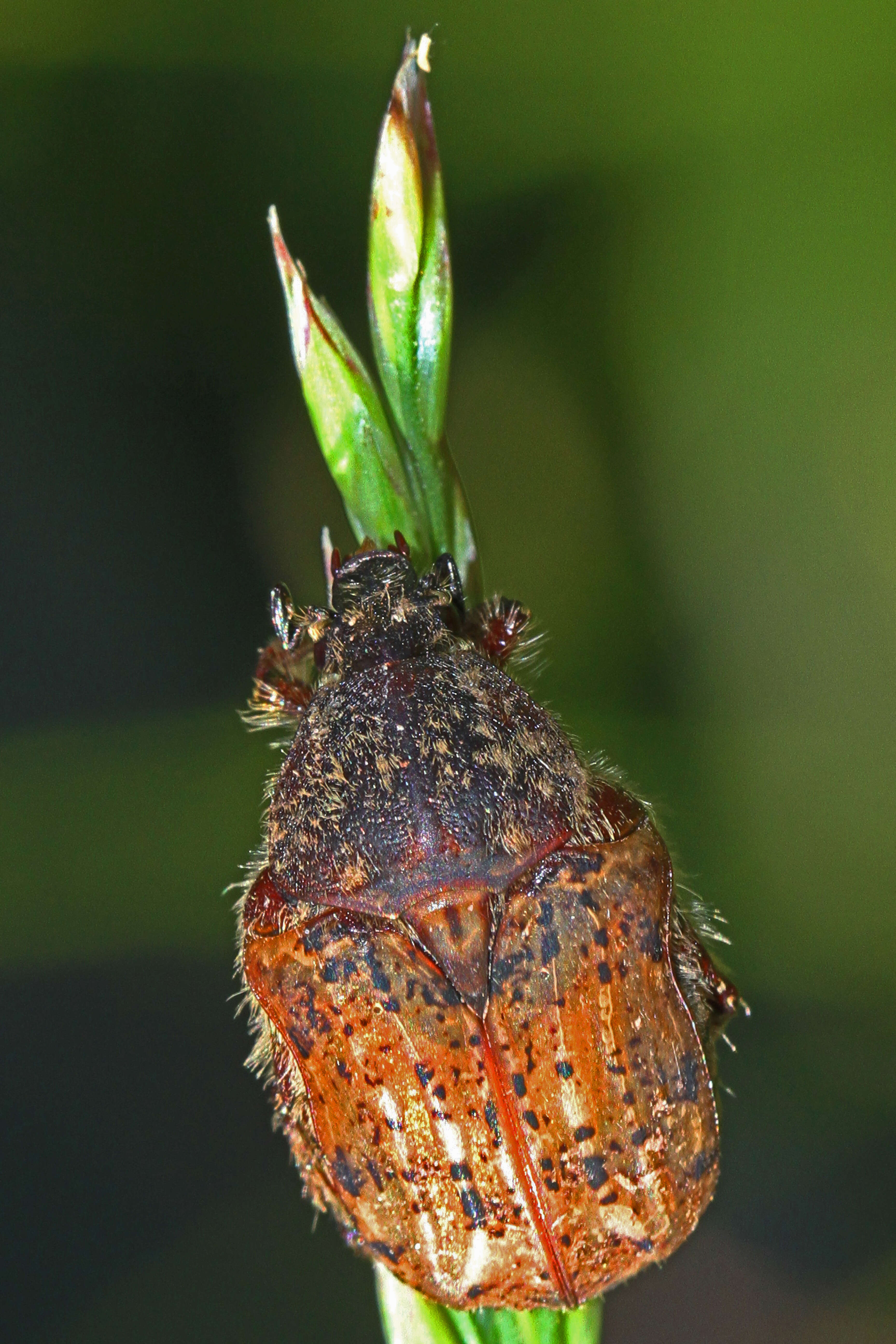 Image of Bumble Flower Beetle