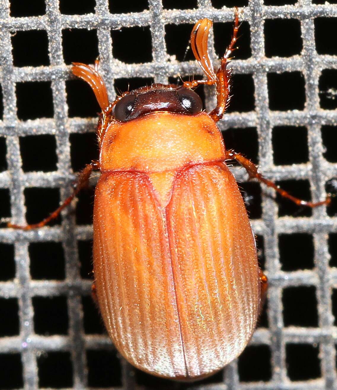 Image of Nipponoserica