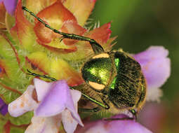 Image of Trichiotinus lunulatus (Fabricius 1775)