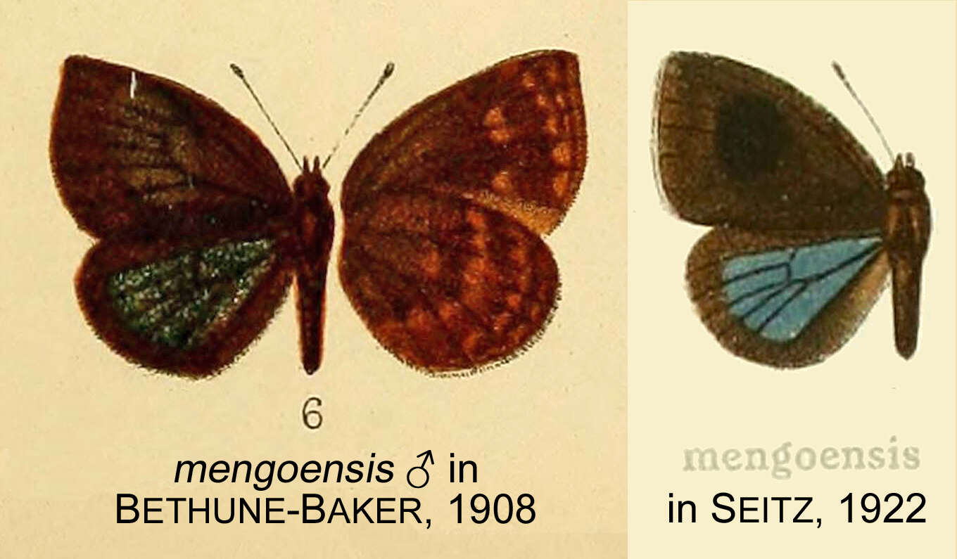 Cephetola mengoensis resmi