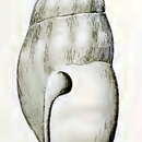 Image of Austrodrillia subplicata (Verco 1909)