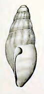 Image of Austrodrillia subplicata (Verco 1909)