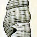 Image of Austrodrillia agrestis (Verco 1909)