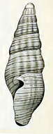 Image of Austrodrillia agrestis (Verco 1909)