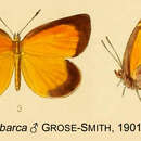 Image of Deloneura barca (Grose-Smith 1901)