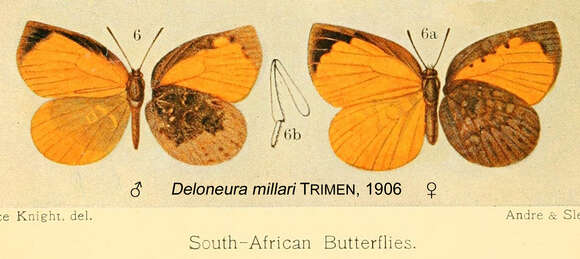 Image of Deloneura millari Trimen 1906