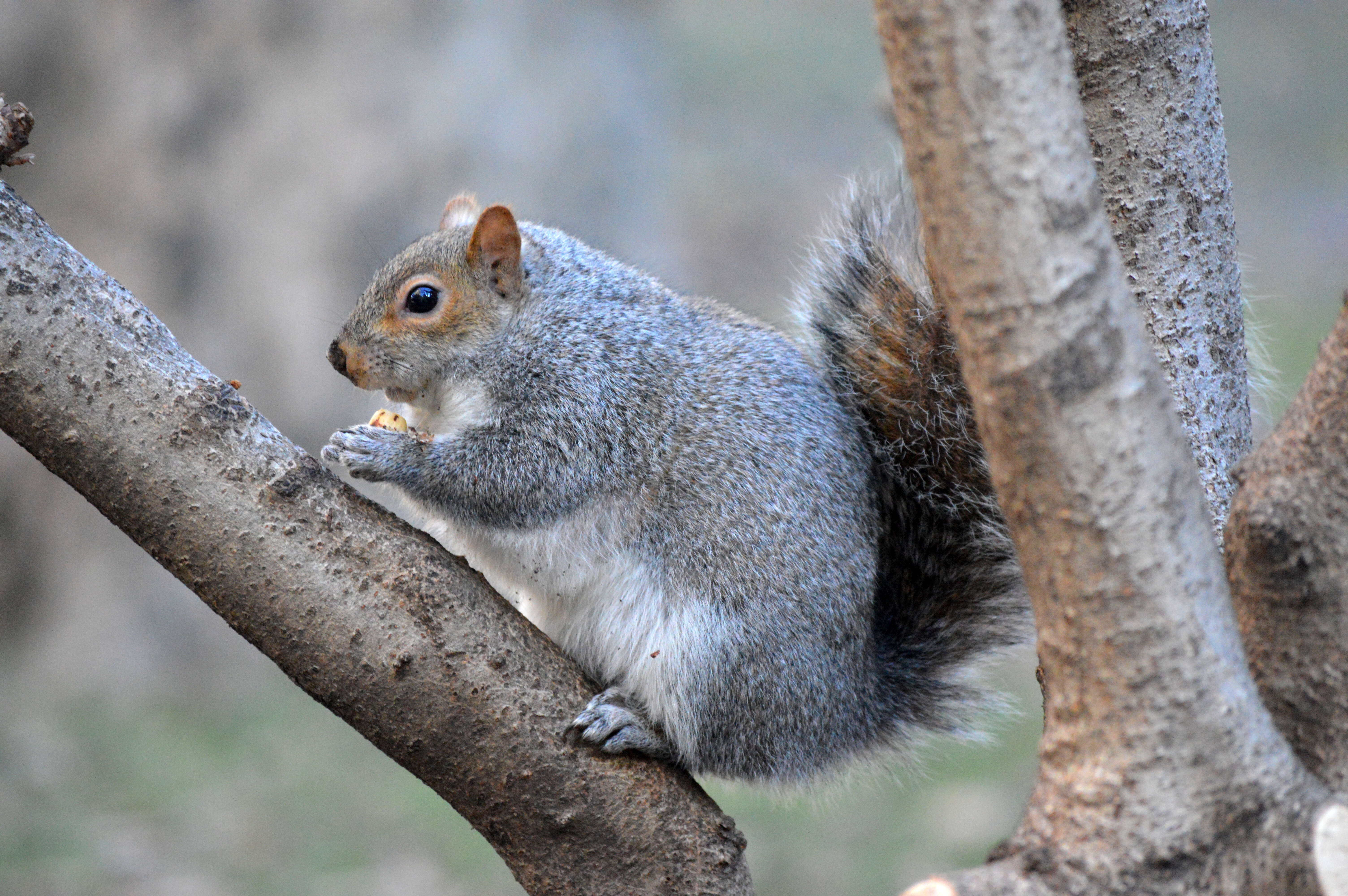 Image of Sciurus subgen. Sciurus Linnaeus 1758