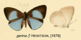 Imagem de Epitola gerina Hewitson 1878