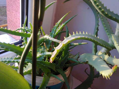 Image of candelabra aloe