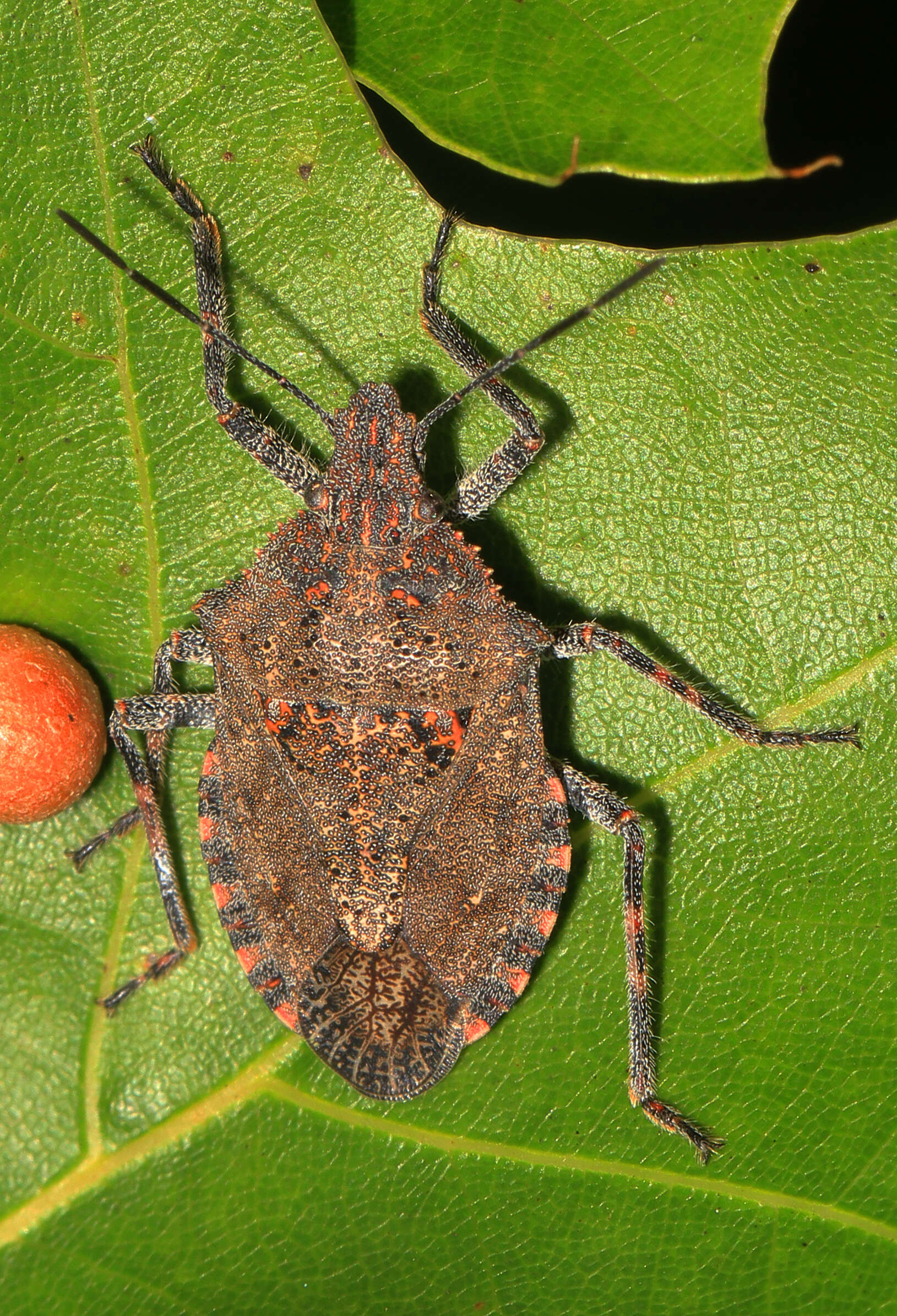 Image of Four-humped Stink Bug