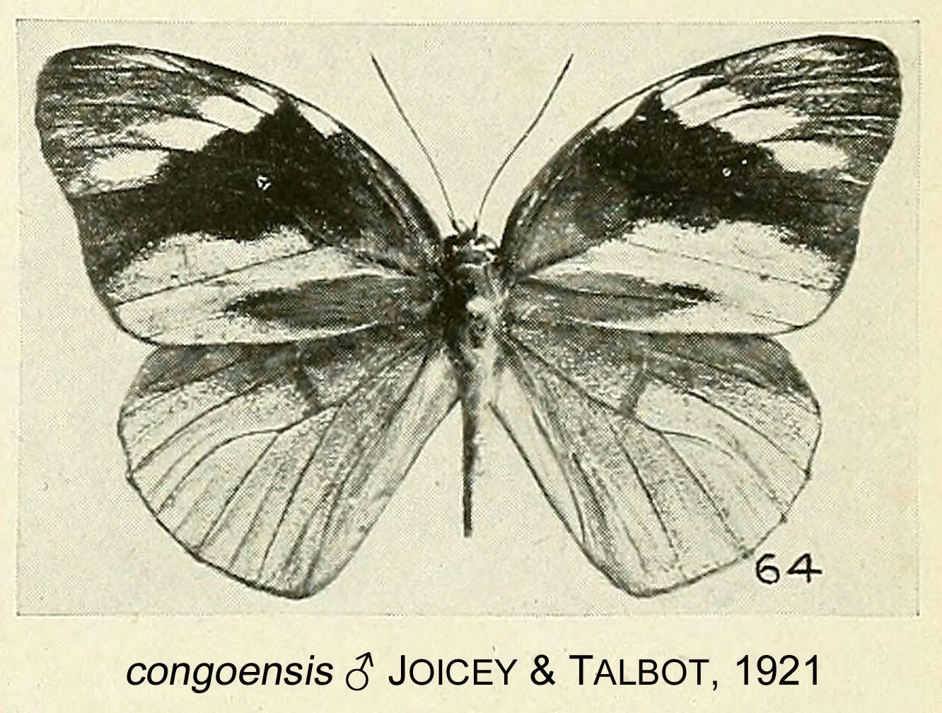 Слика од Hewitsonia congoensis