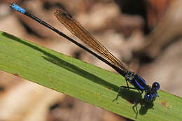 Image of Blue-ringed Dancer