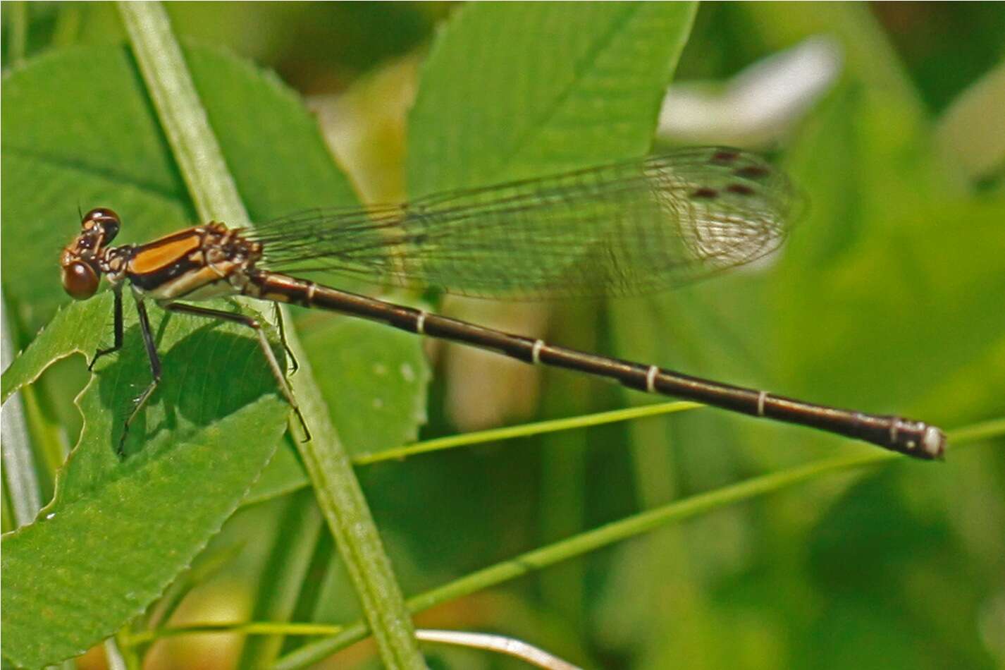 Image of Blue-tipped Dancer