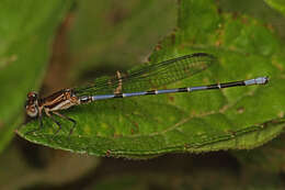 Image of Fiery-eyed Dancer