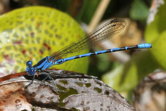 Imagem de Argia vivida Hagen ex Selys 1865