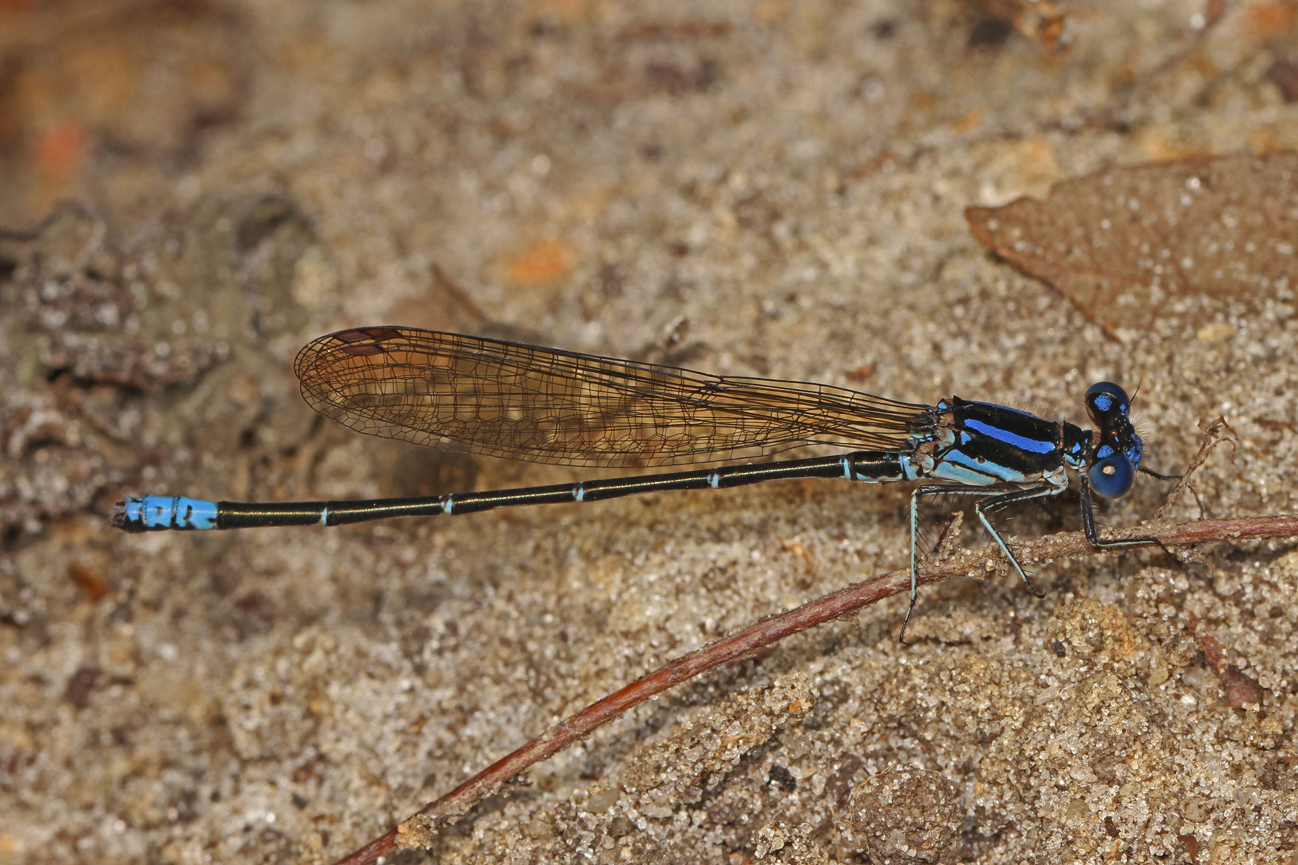 Image of Blue-tipped Dancer