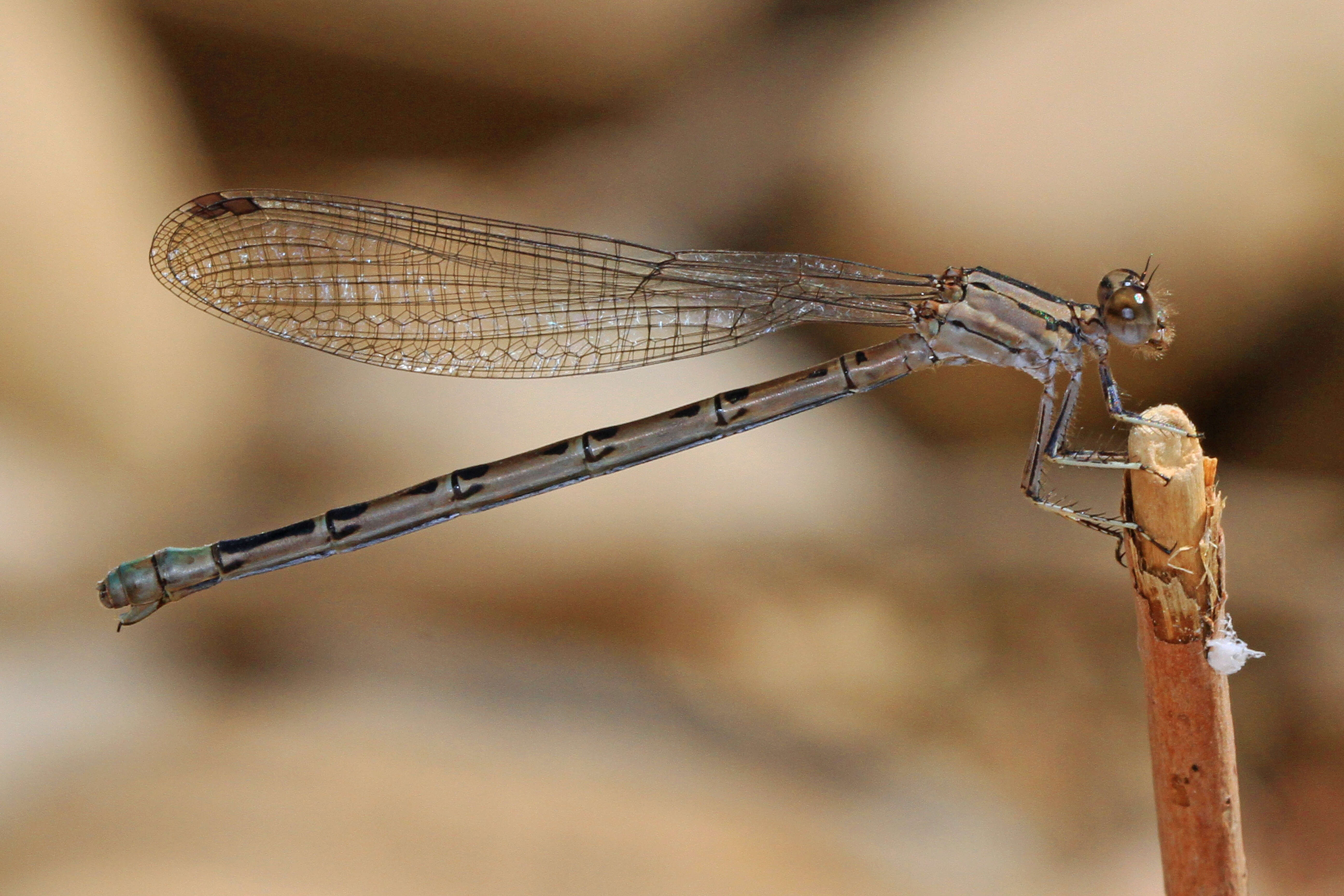 Imagem de Argia vivida Hagen ex Selys 1865