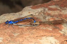 Imagem de Argia vivida Hagen ex Selys 1865