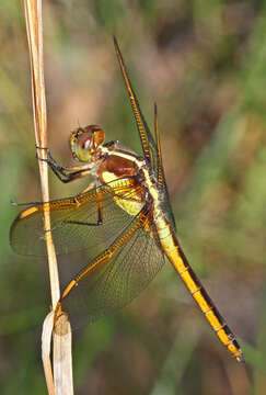 Image de Libellula flavida Rambur 1842