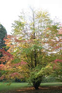 Image of katsura tree family