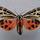 Image of Virgin Tiger Moth