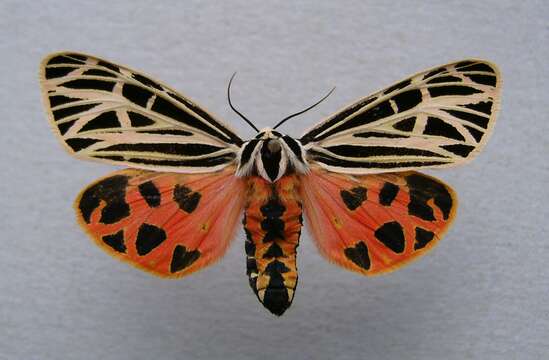 Image of Virgin Tiger Moth