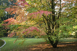 Image of katsura tree family