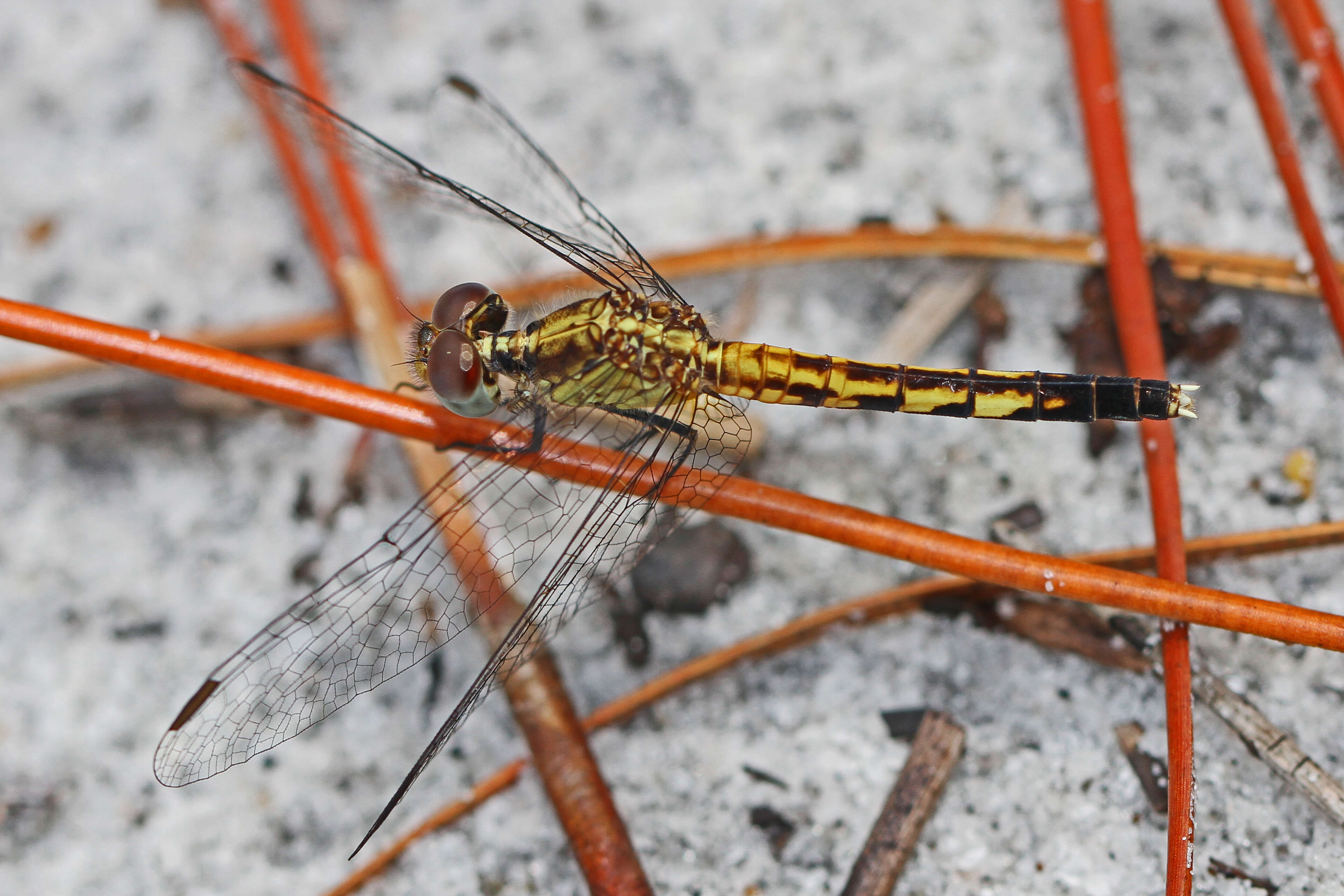 Image of Little Blue Dragonlet