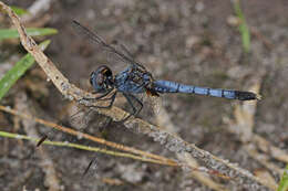 Image of Little Blue Dragonlet