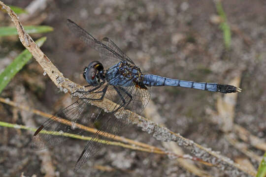 Image of Little Blue Dragonlet