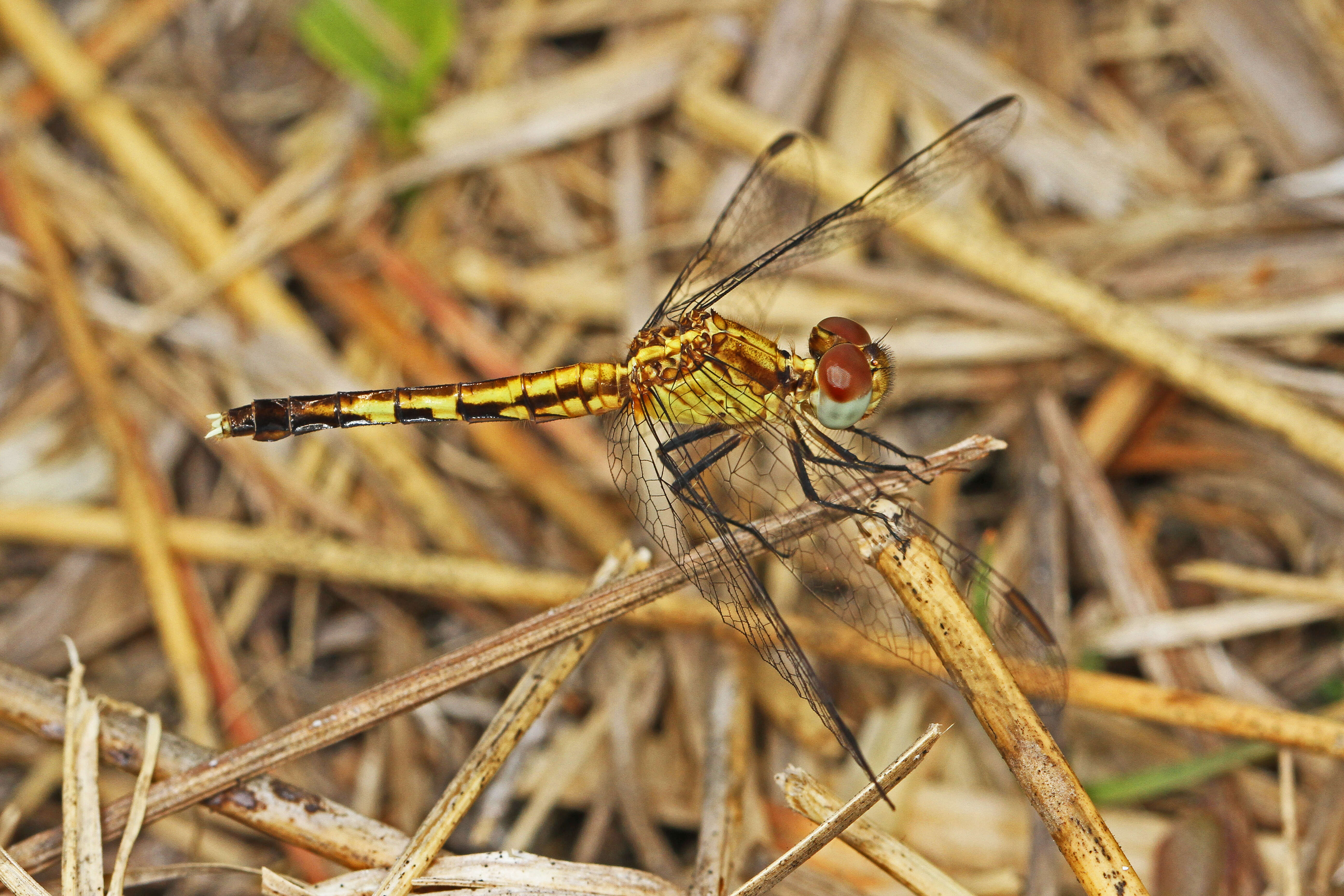 Image of Little Blue Dragonlet