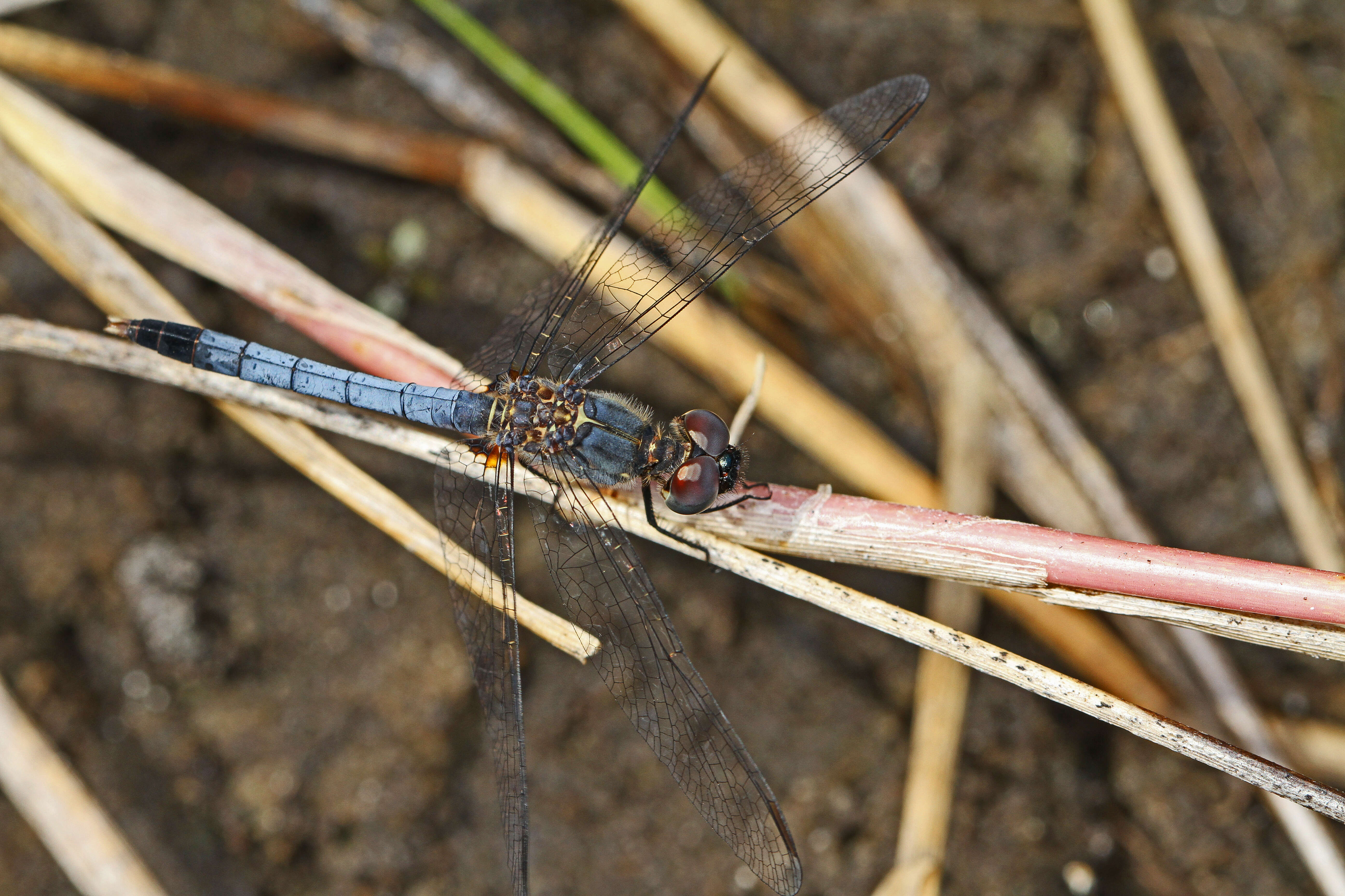 Image of Little Blue Dragonlet