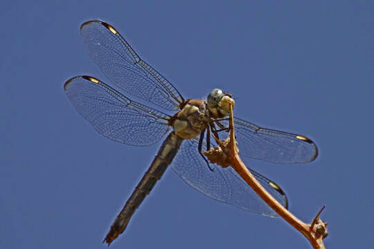 Image of Comanche Skimmer