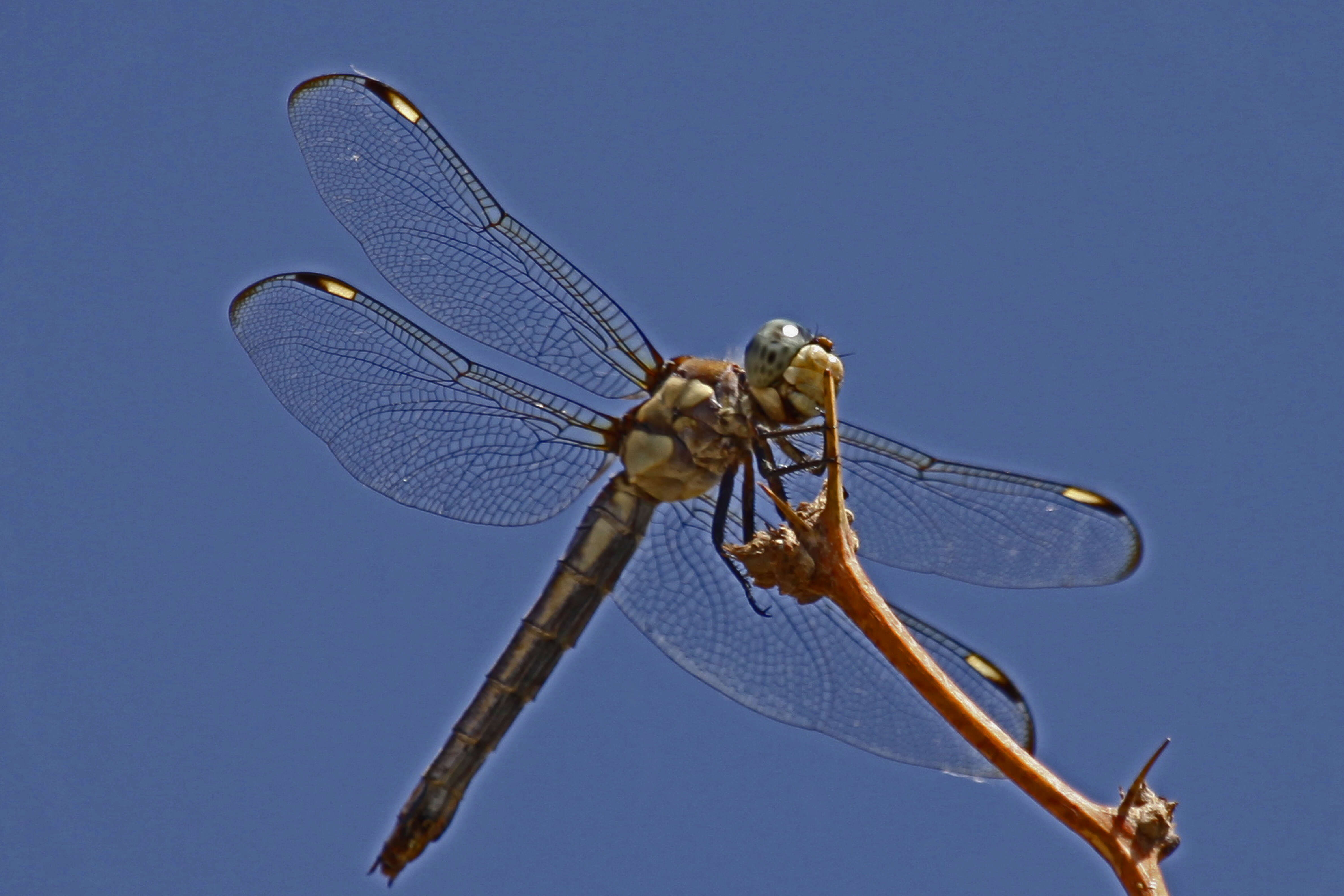 Image of Comanche Skimmer