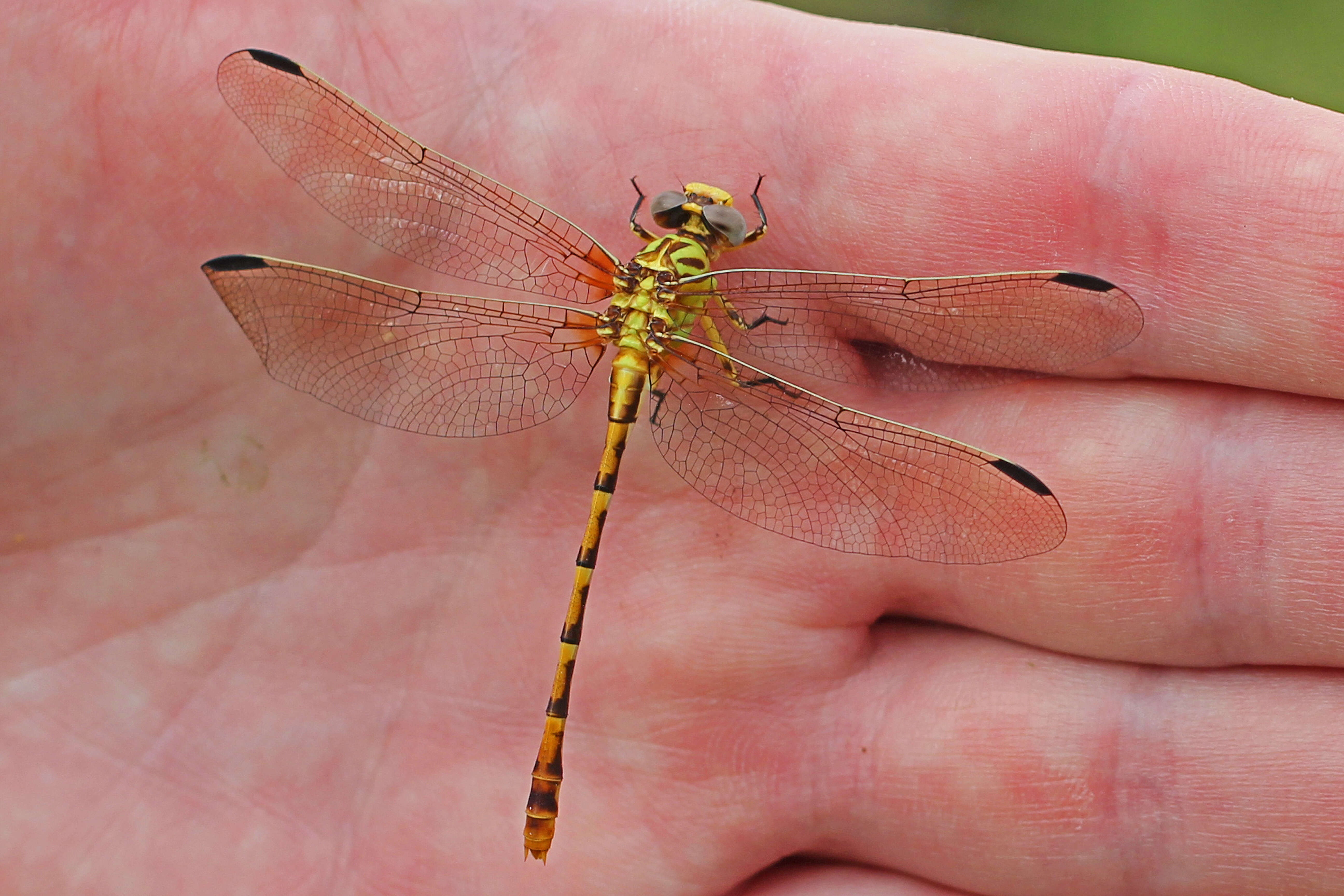 صورة Erpetogomphus designatus Hagen ex Selys 1858