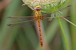 صورة Erpetogomphus designatus Hagen ex Selys 1858