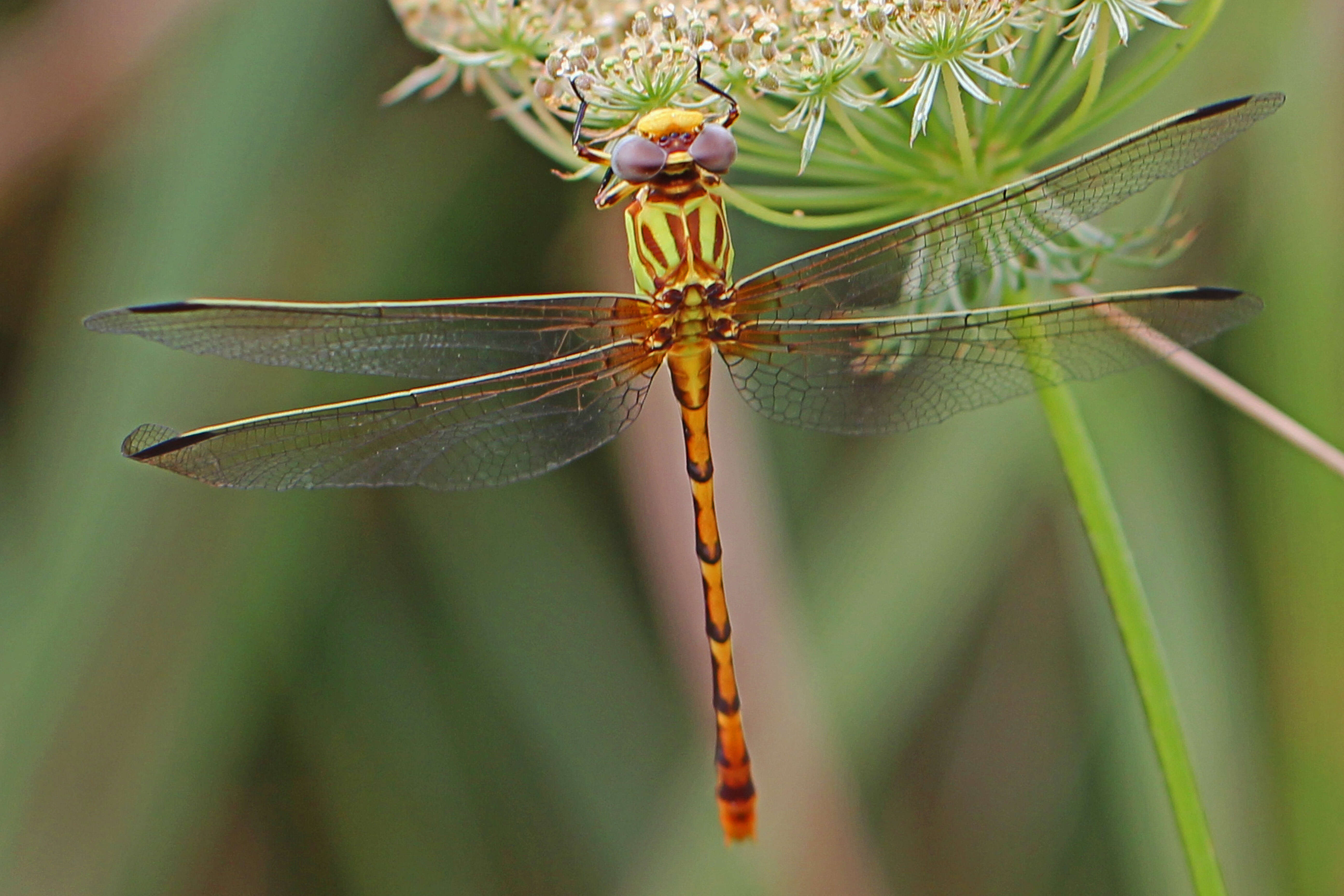 Imagem de Erpetogomphus designatus Hagen ex Selys 1858