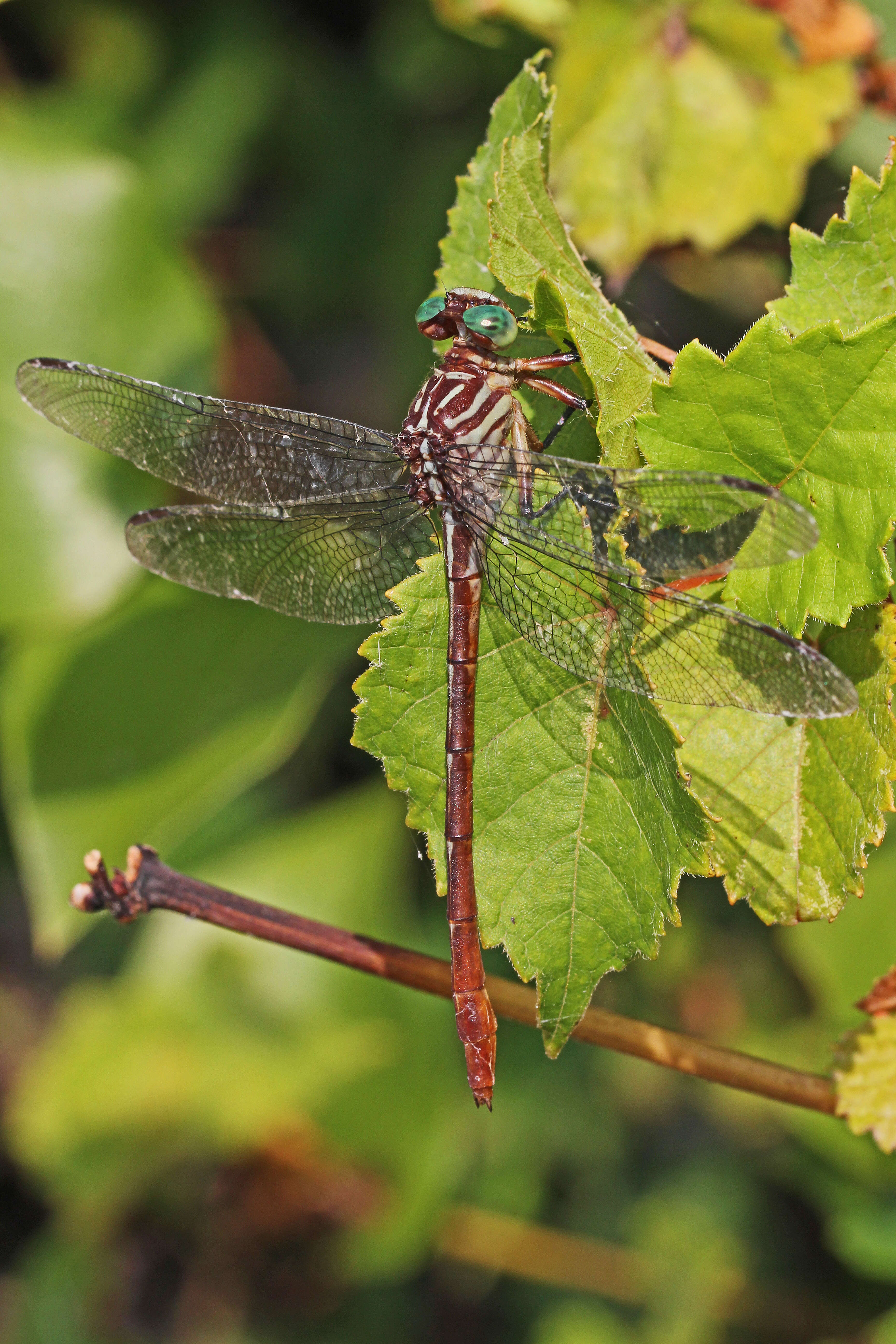 Image of Russet-tipped Clubtail