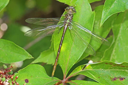 Image of Russet-tipped Clubtail