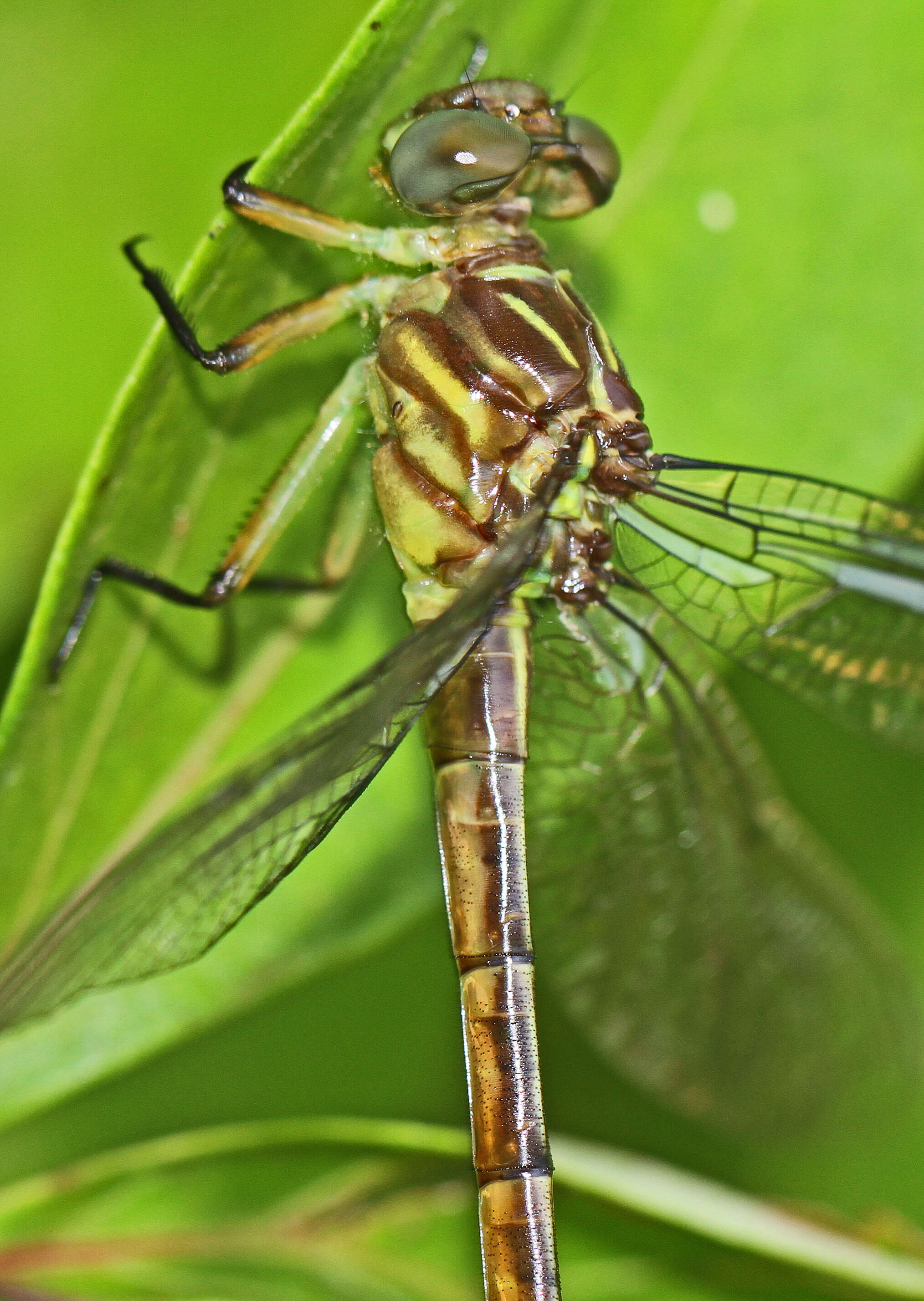 Image of Russet-tipped Clubtail