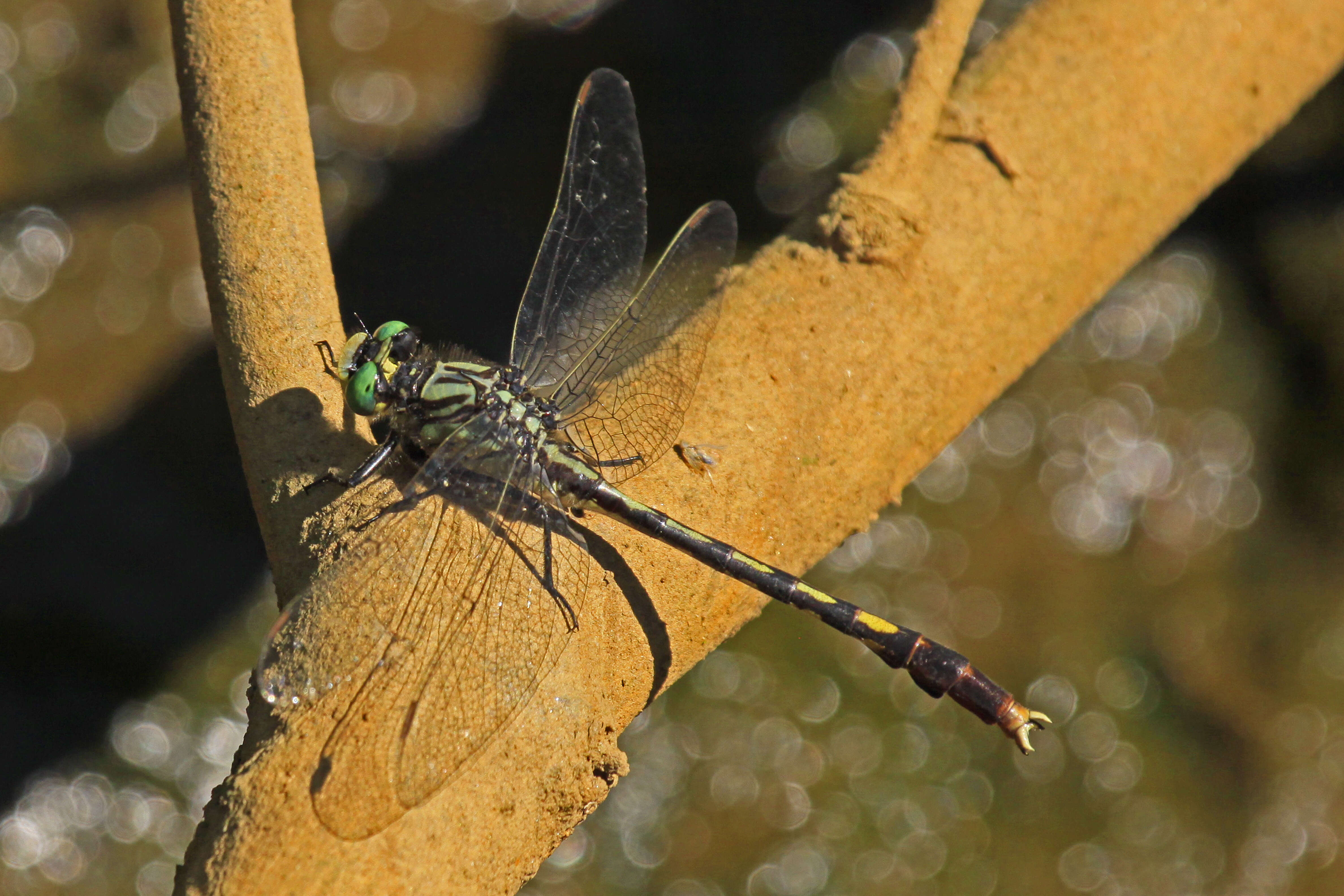 Imagem de Arigomphus villosipes (Selys 1854)