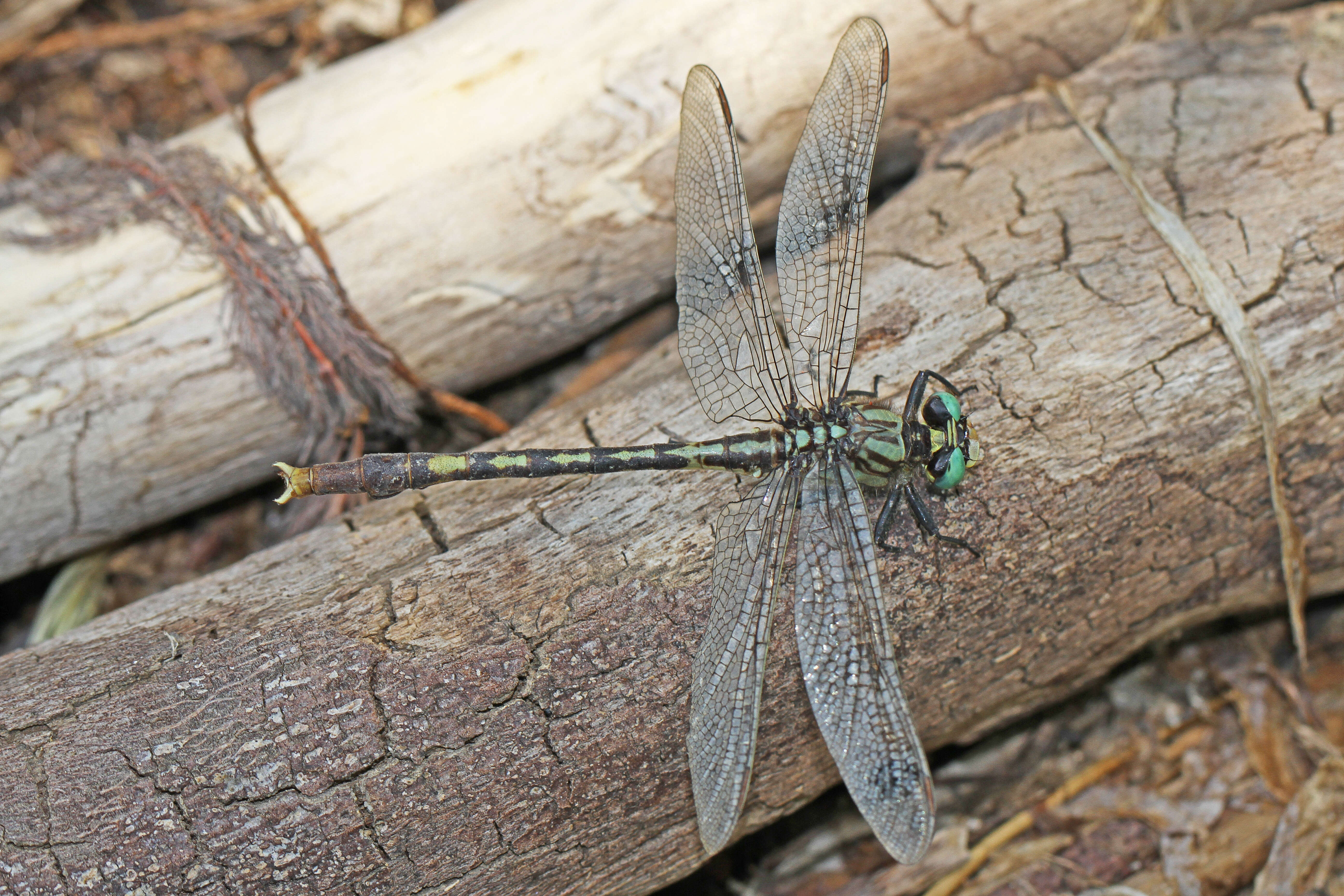 Imagem de Arigomphus villosipes (Selys 1854)