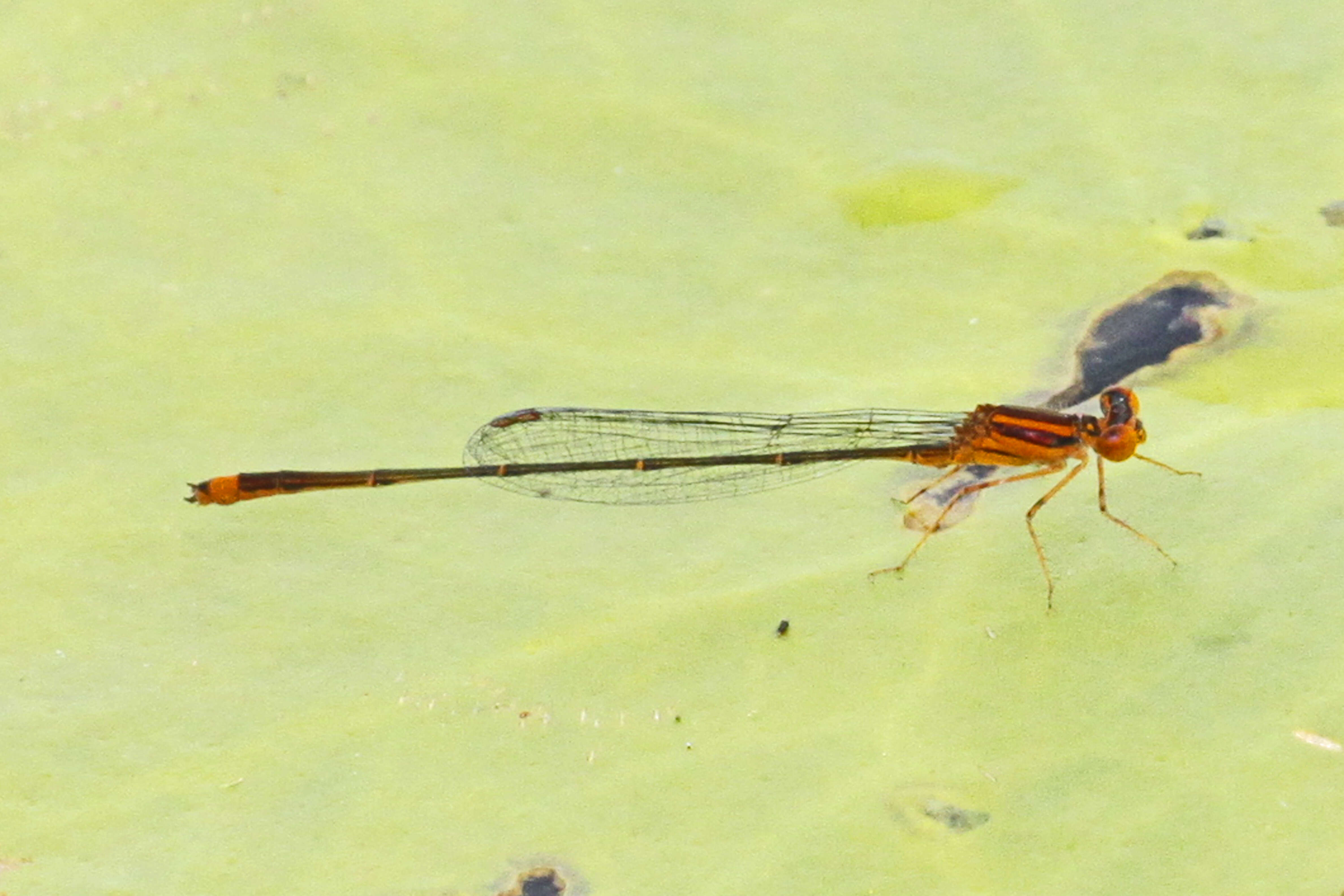 Image of Florida Bluet