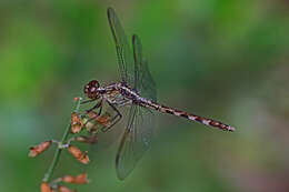 Sivun Erythrodiplax umbrata (Linnaeus 1758) kuva