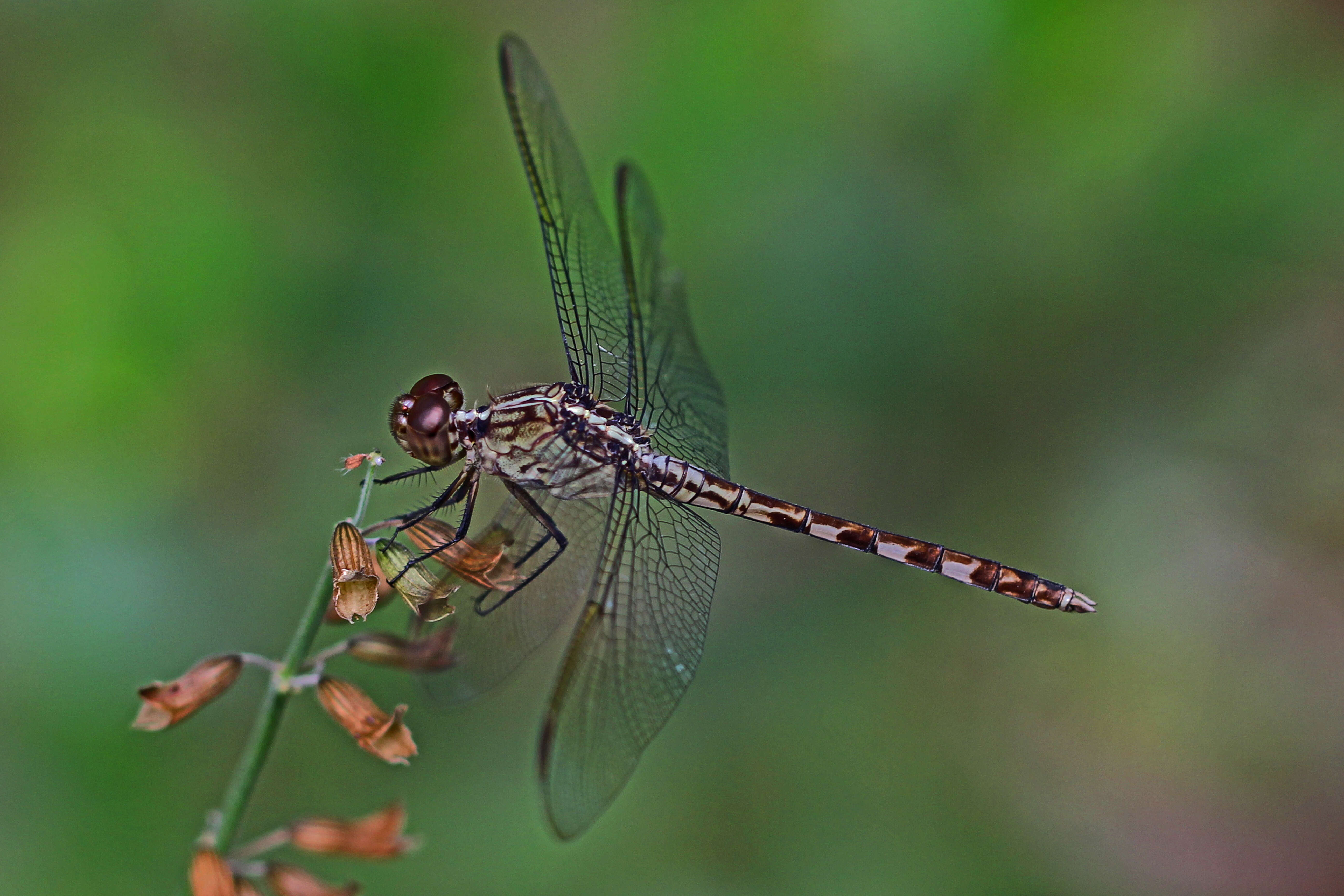 Sivun Erythrodiplax umbrata (Linnaeus 1758) kuva